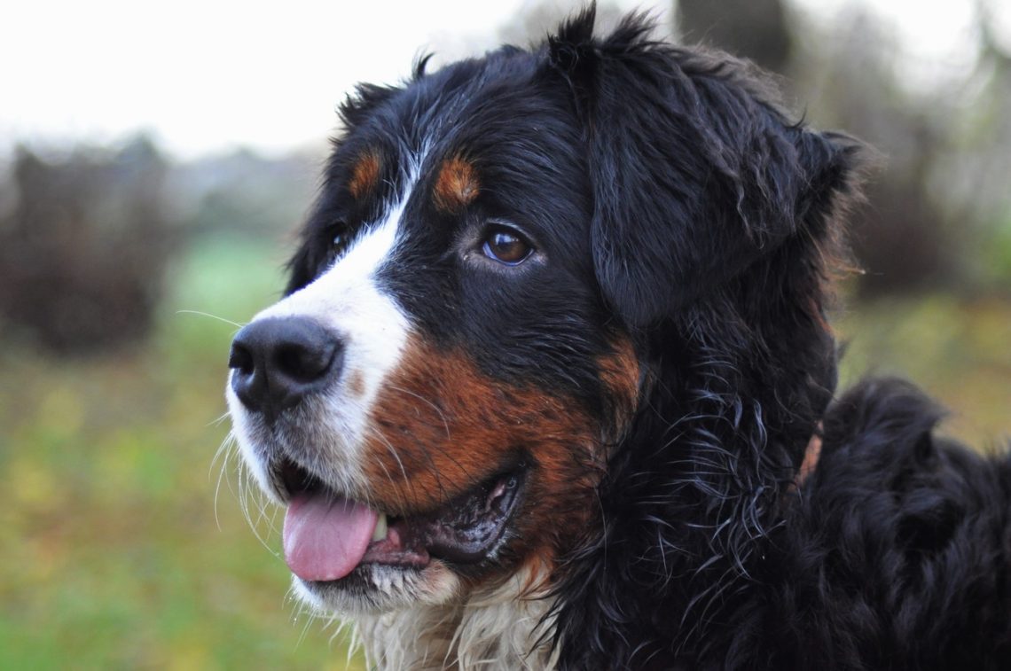 Consigli per cani di grossa taglia