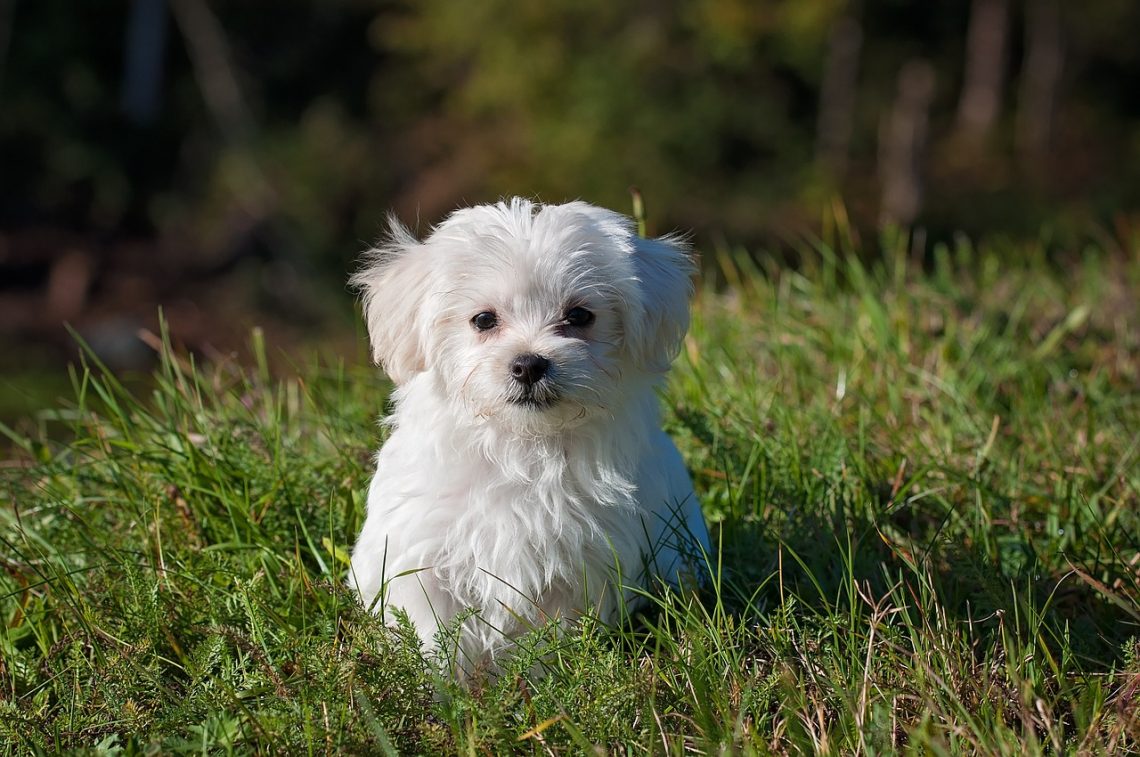 Cani di taglia piccola, consigli per la salute