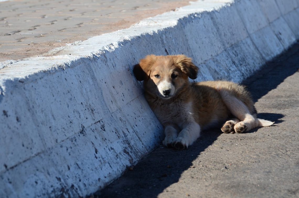 Cane abbandonato cosa fare