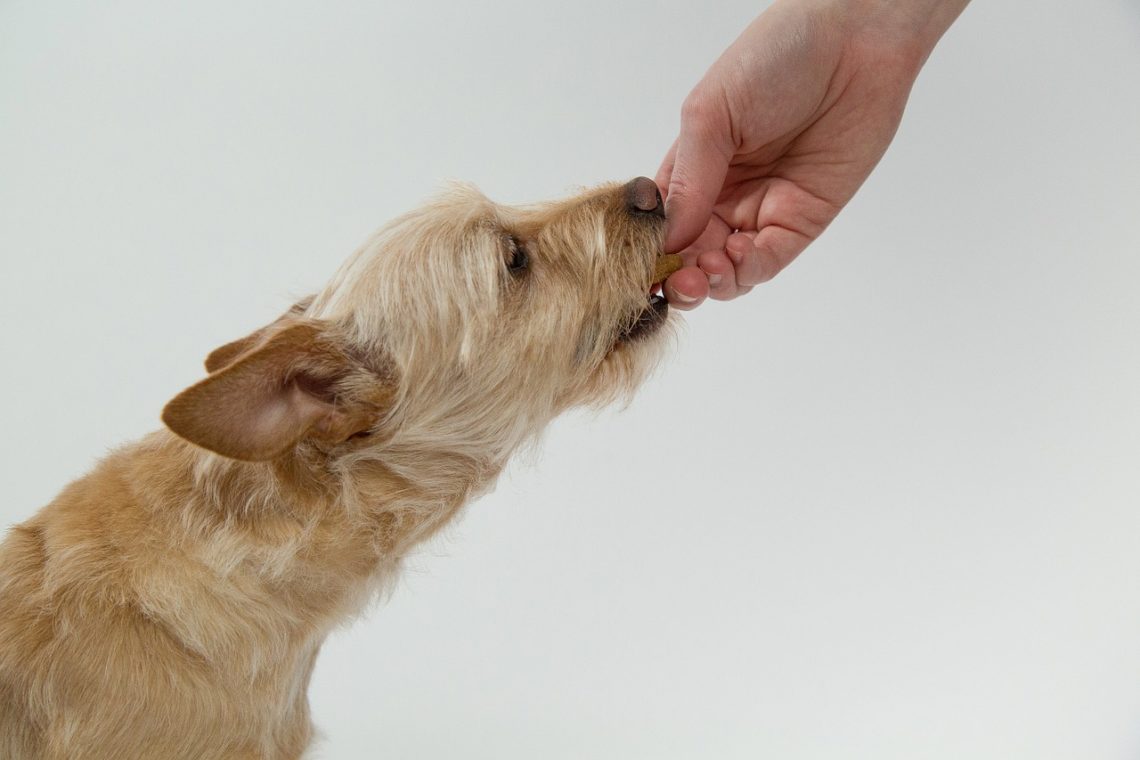Alimentazione del cane