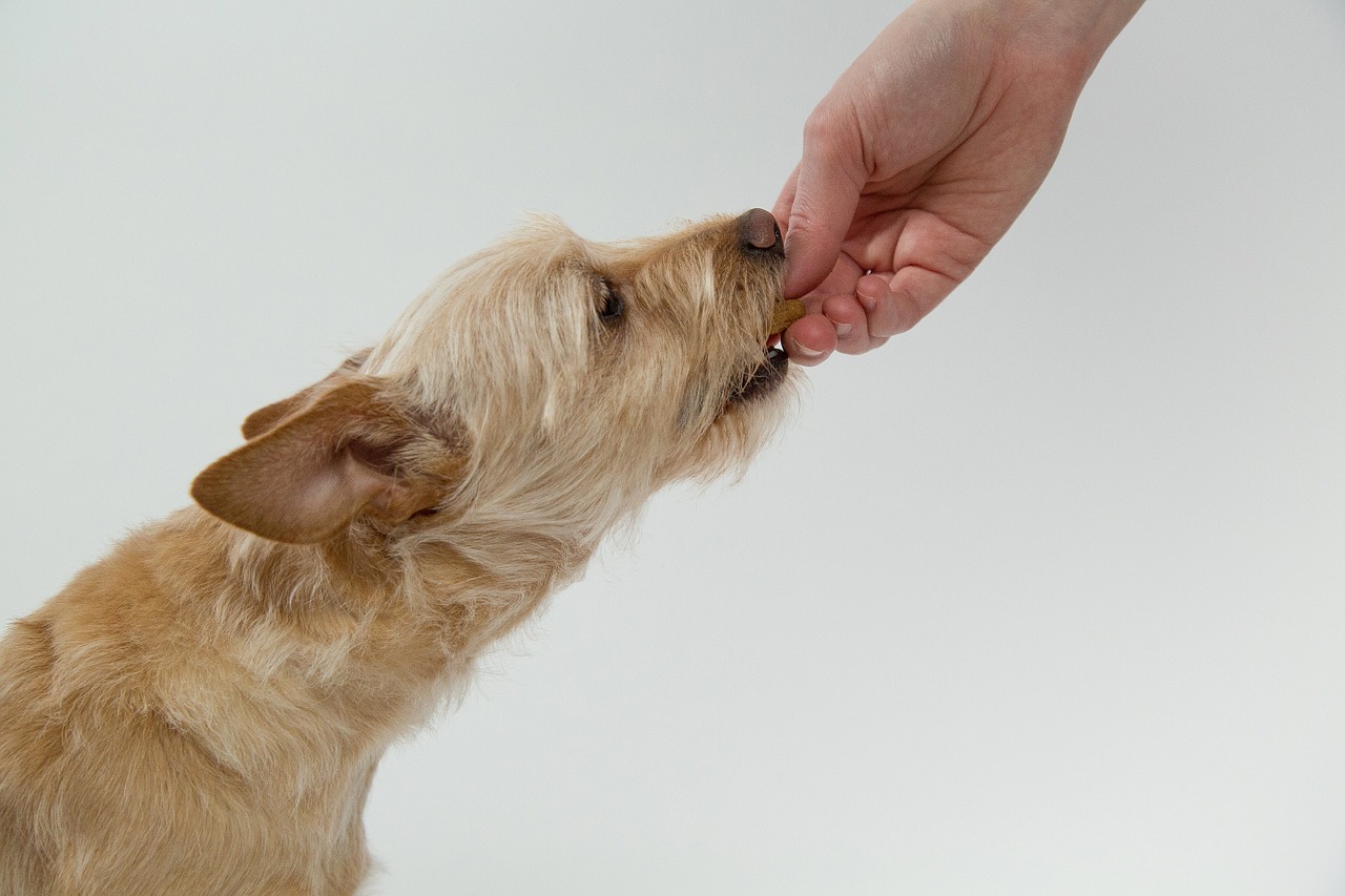 Alimentazione del cane