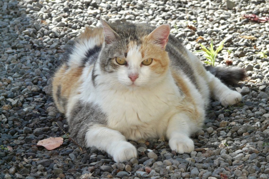 Sovrappeso nel gatto, consigli e suggerimenti