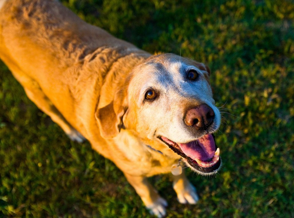 Cane anziano, i consigli per la salute