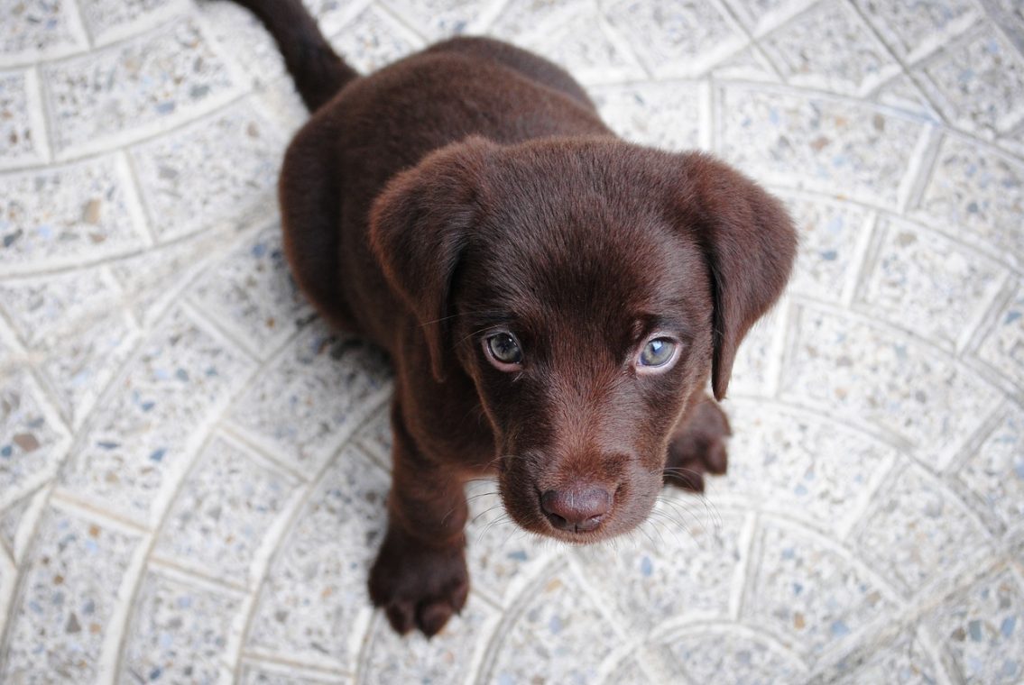 Visita veterinaria per cucciolo di cane