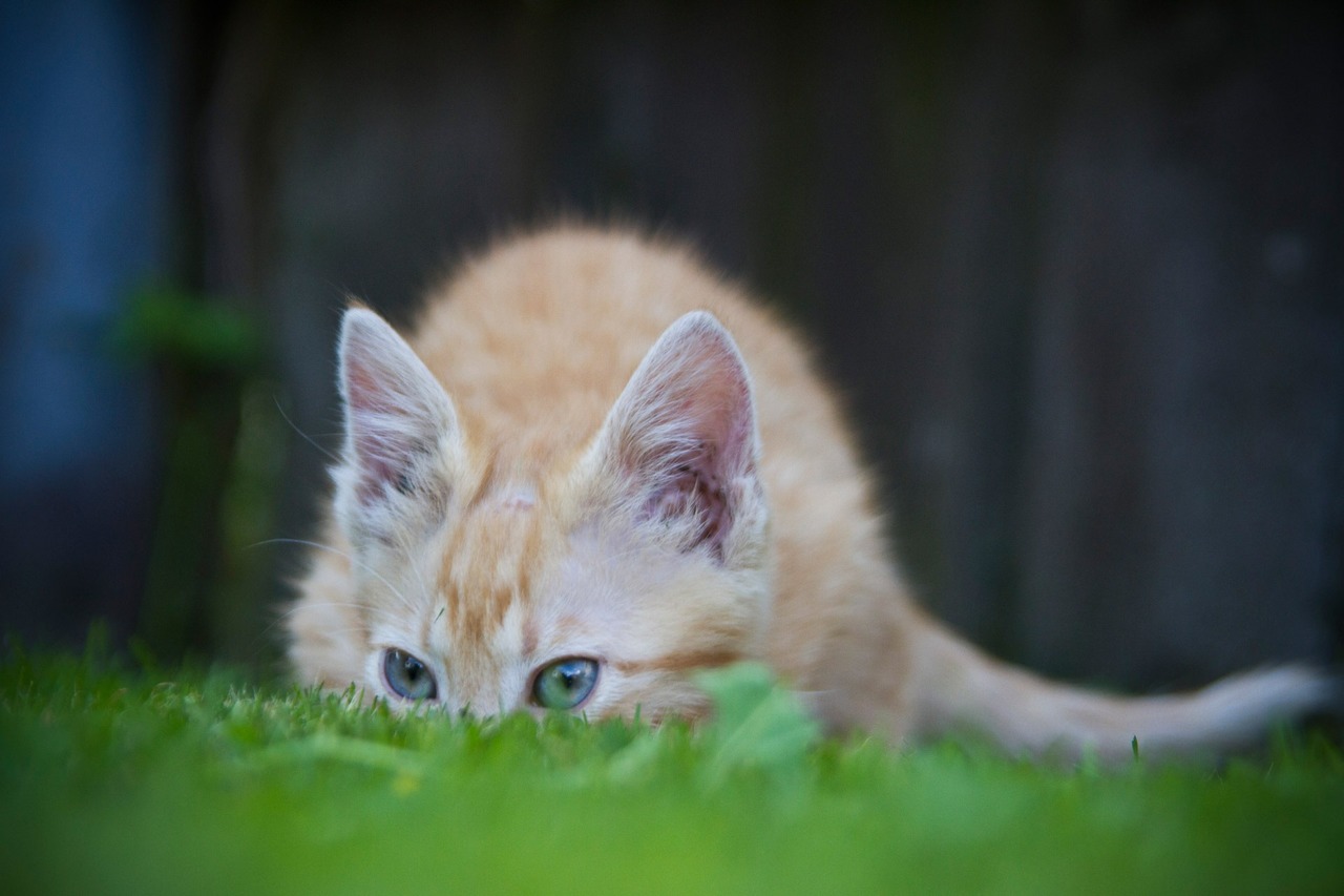 Consigli per la salute del gatto