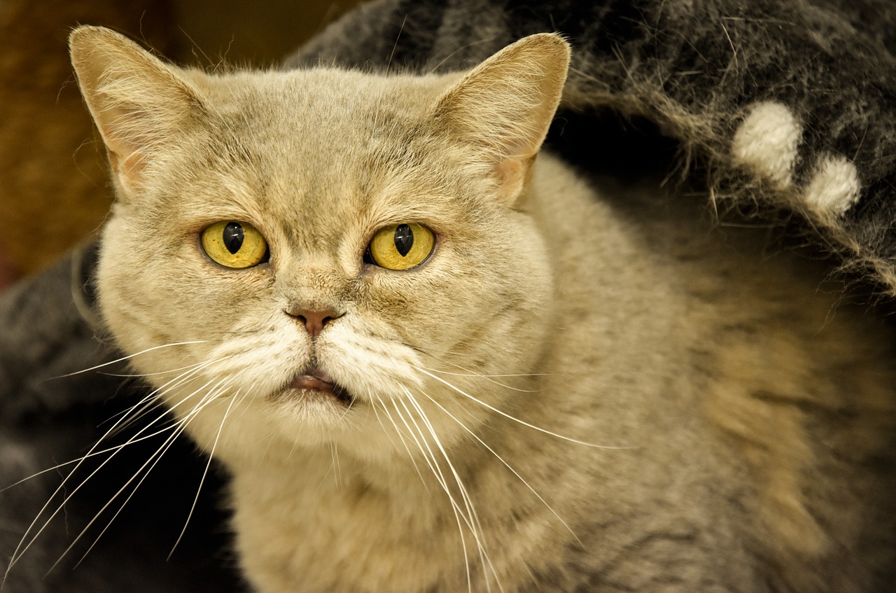 Consigli per gatto anziano