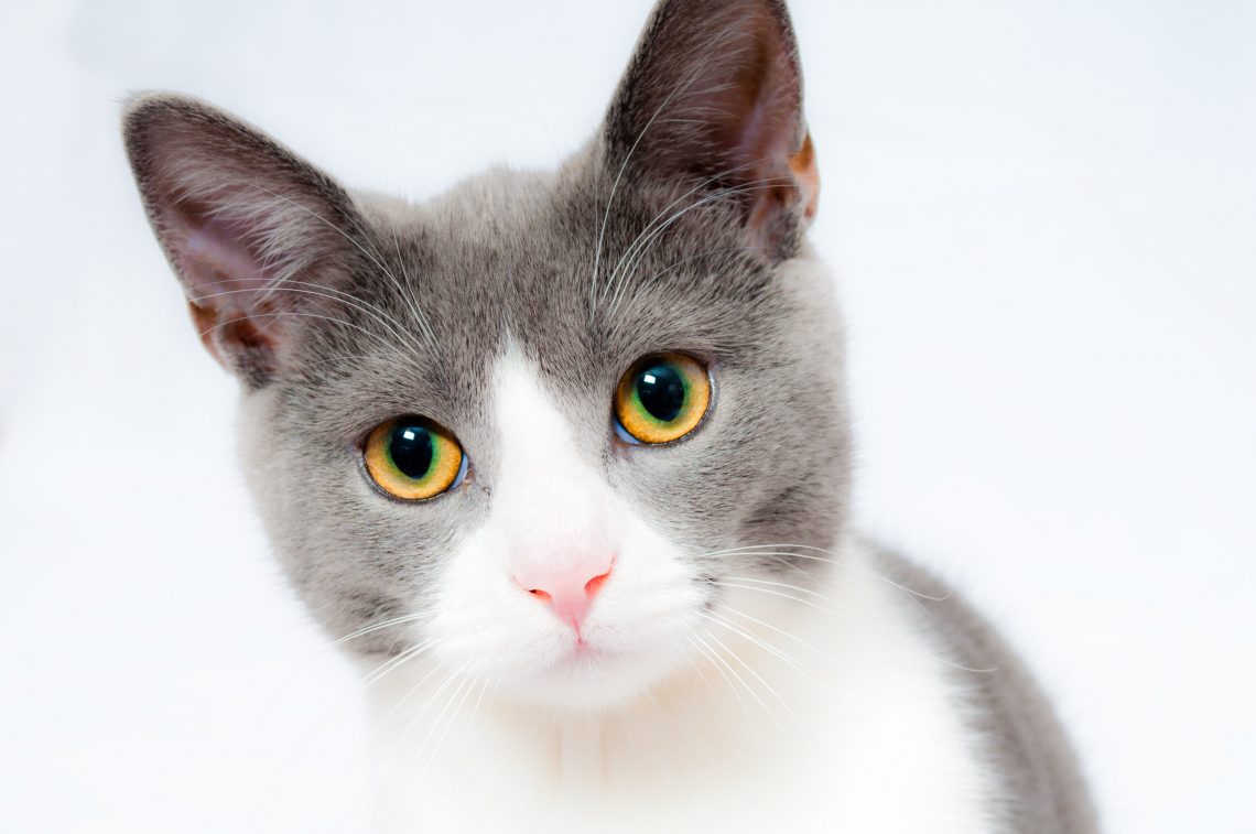Gatto: le vaccinazioni consigliate