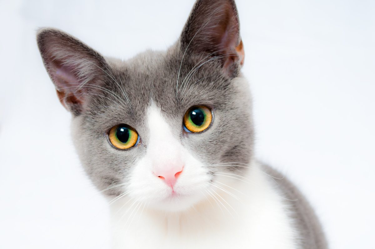 Gatto: le vaccinazioni consigliate
