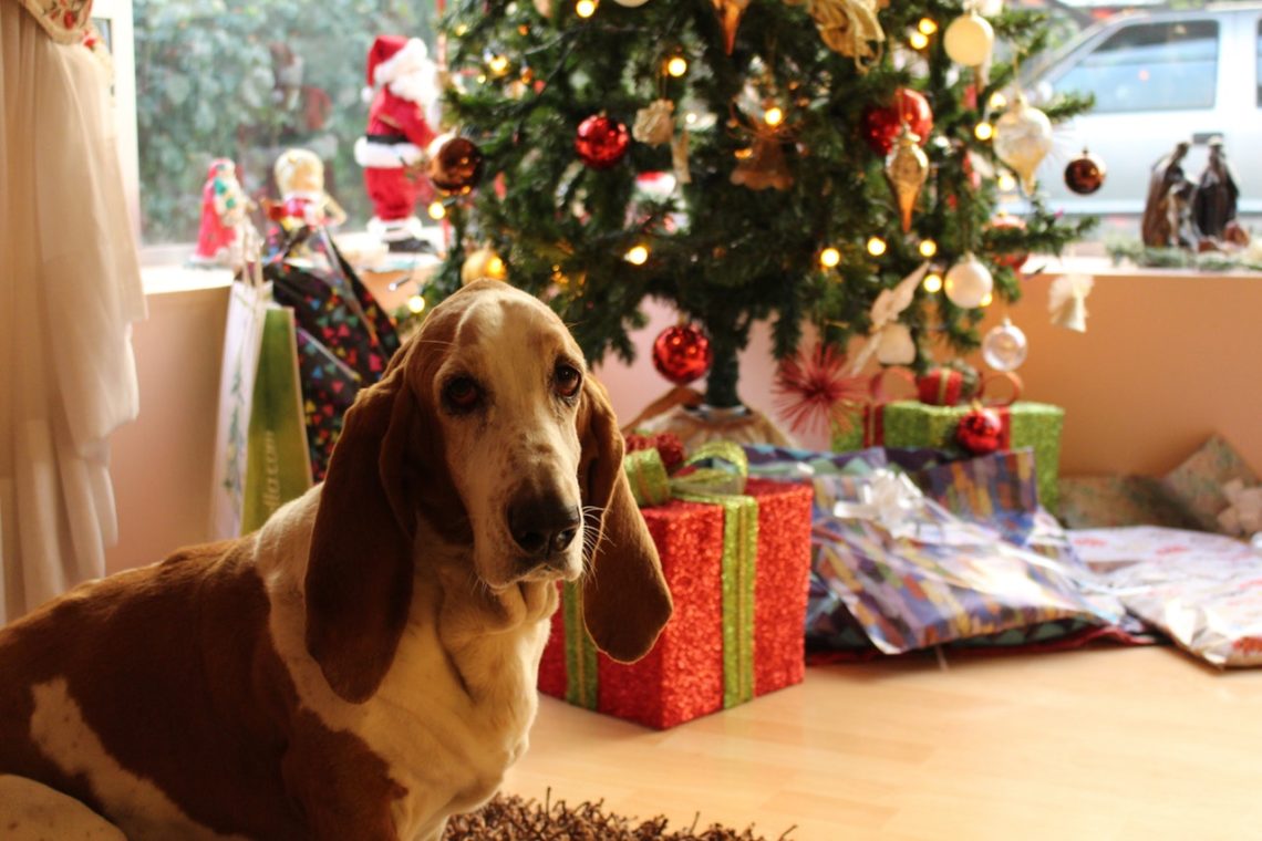 Blog Veterinarie Cosa non deve mangiare il cane a natale