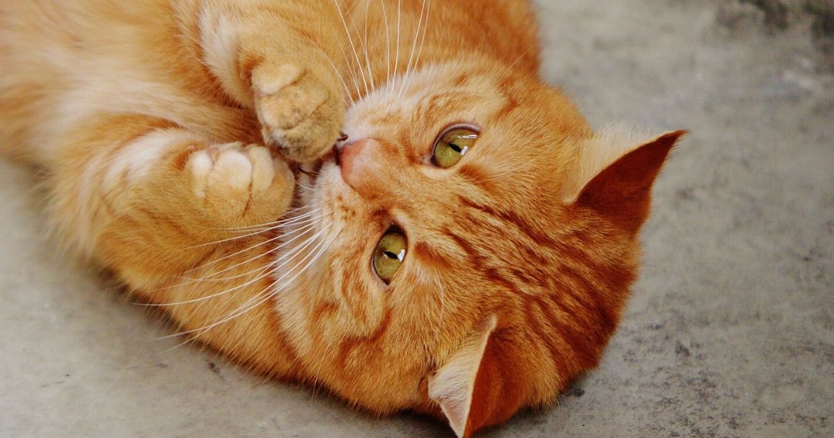 L'importanza del gioco per il tuo gatto