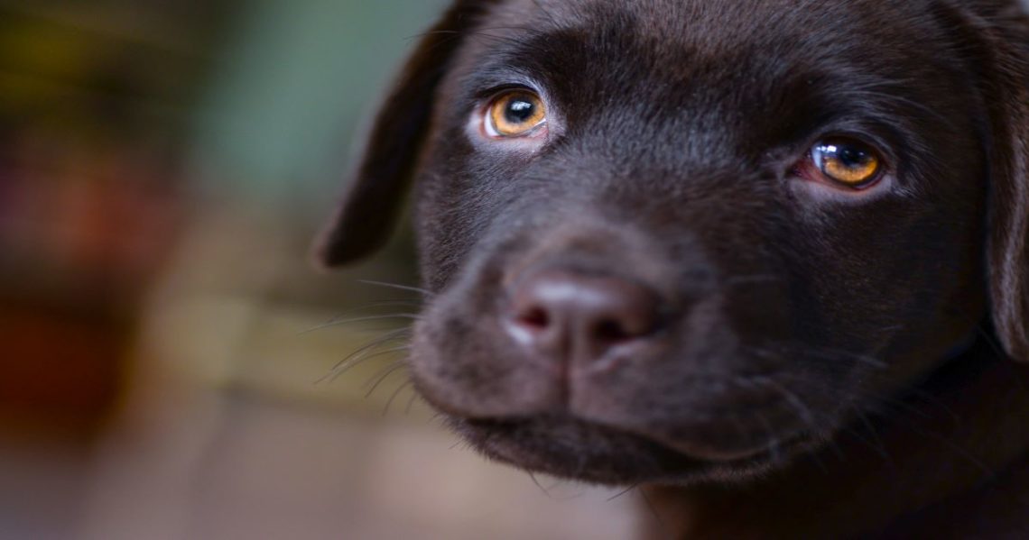 Giardia Canis:come riconoscerla?