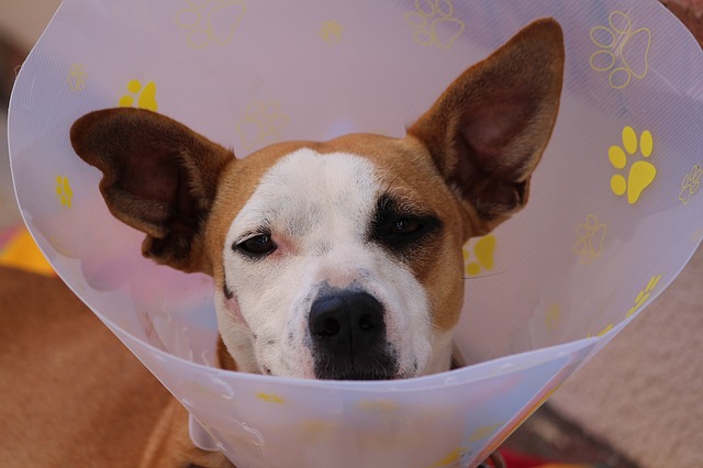 dermatologia veterinaria