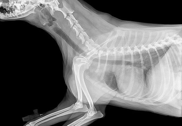 radiografie veterinarie
