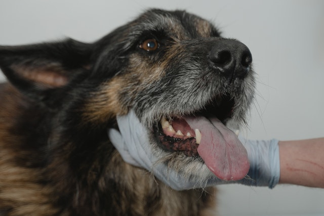 microchip veterinario