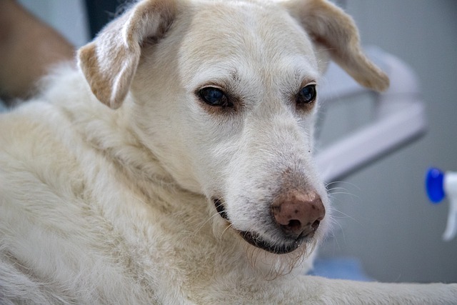 oncologia veterinaria