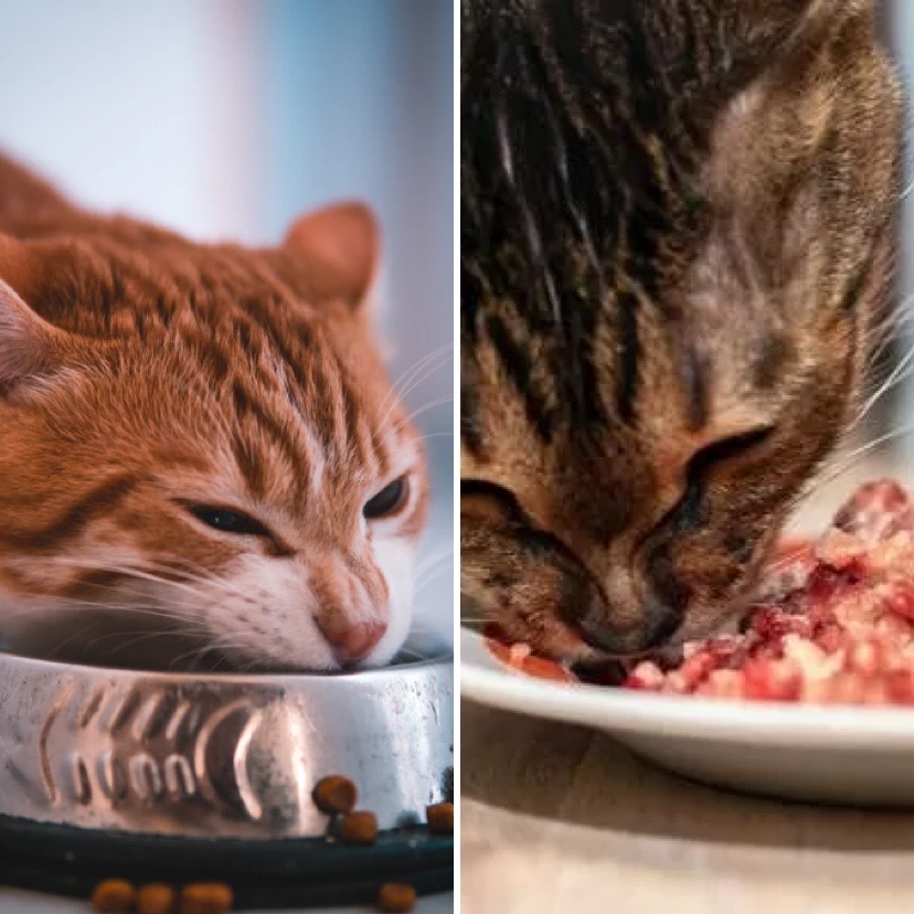 alimentazione gatto